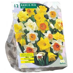 Baltus Narcis Trompet Mix bloembollen per 12 stuks